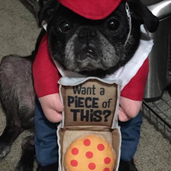 /Images/uploads/PUG NATION RESCUE OF LOS ANGELES/2019pugcalendar/entries/8371thumb.jpg